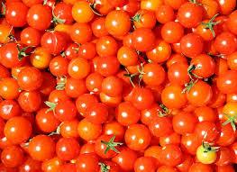 小番茄(紅色系)