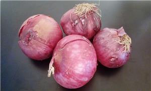 紫洋葱