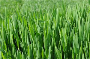 小麥苗